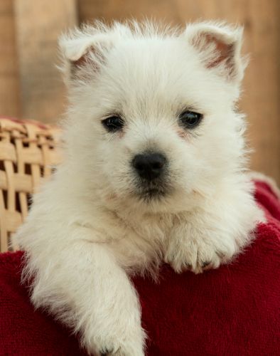 puppy, for, sale, West Highland White Terrier, Amos B. King, dog, breeder, Romney, WV, dog-breeder, puppy-for-sale, forsale, nearby, find, puppyfind, locator, puppylocator, aca